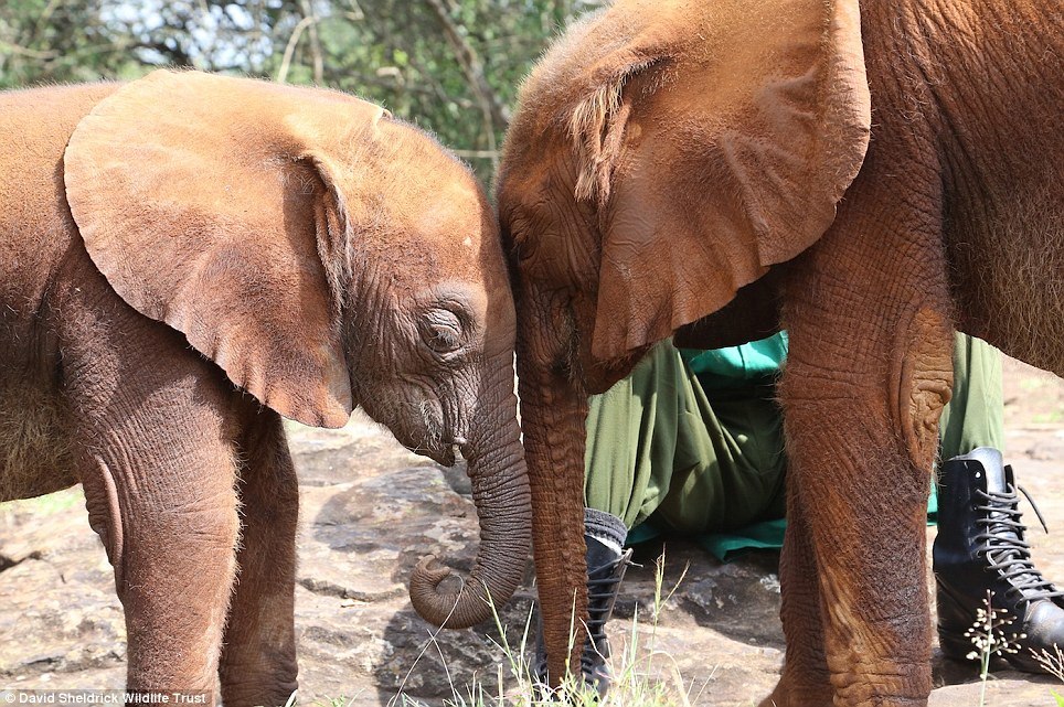 elephant orphanage